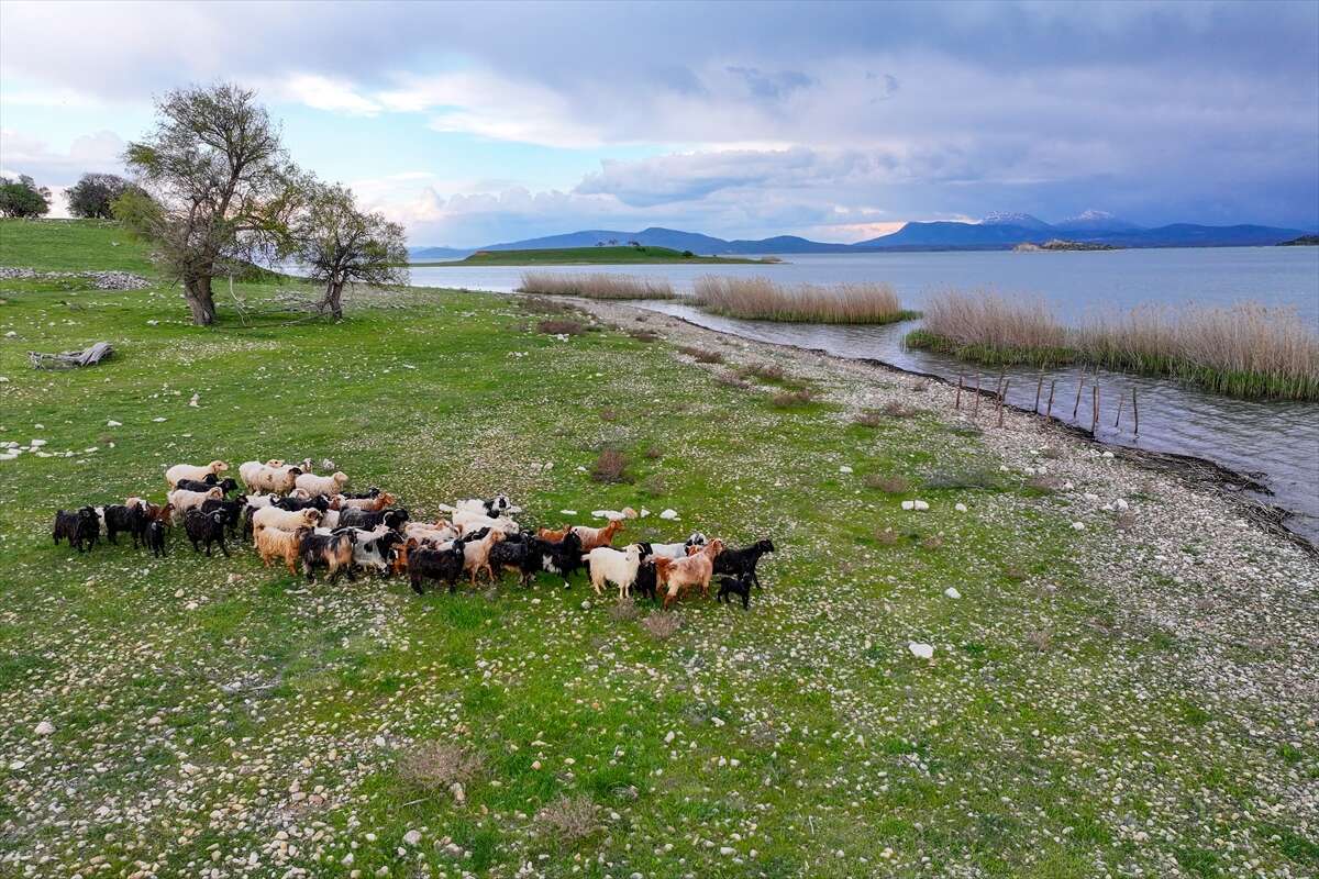 Konya’da bu sürü, adada tek başına yaşıyor 1